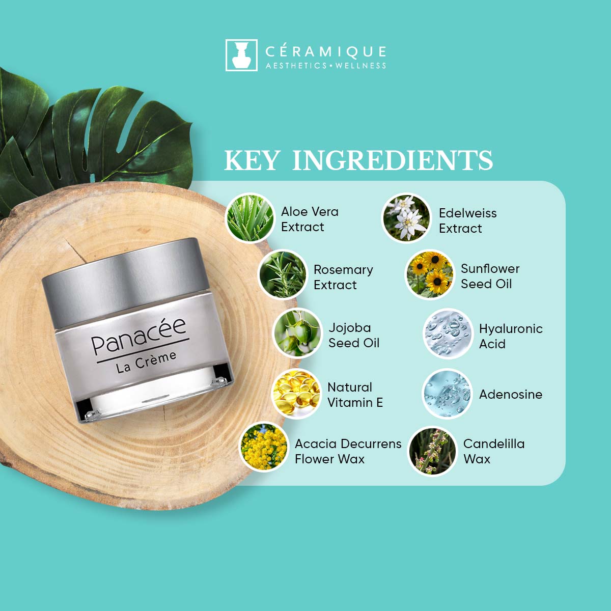 Phyt's Exceptional Global Anti-Aging Cream (Panacée – La Crème) | Natural | Organic
